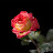 Bella Rosa Цветы из полимерной глины