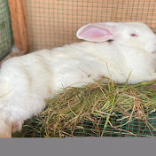 Moringa Rabbits