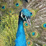 4j5Z1KP8_3s-channel-avatar-Beauty of Nature