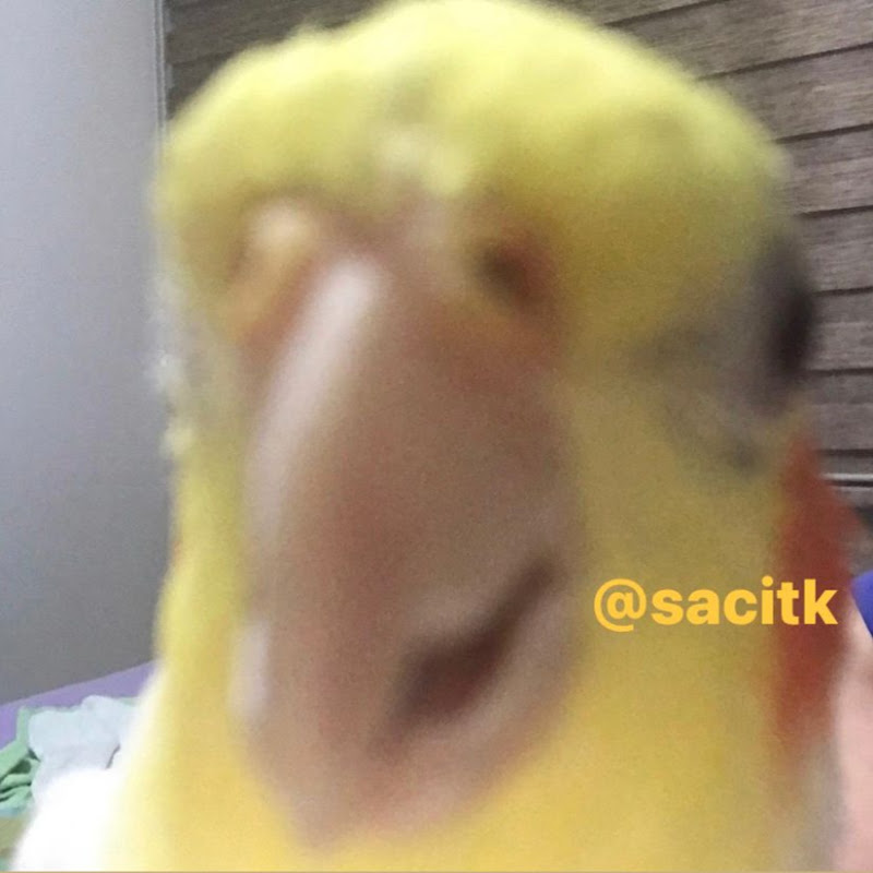Sacitk