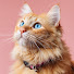 gGnYEvOO_is-channel-avatar-Happy & Funny Cat’s World