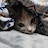 @cat-cs4cc