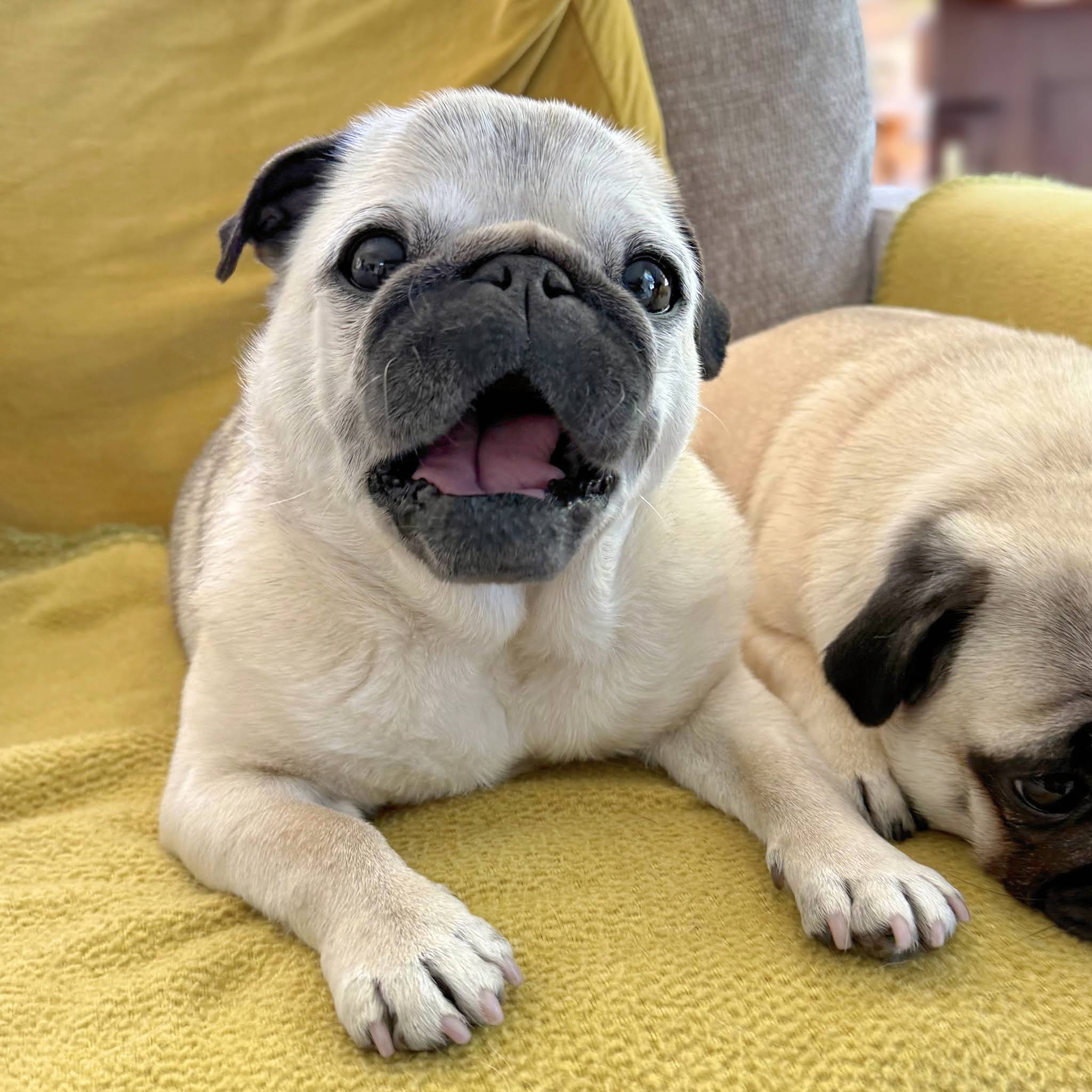 Post from Loulou the Pug