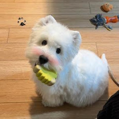 雪糕长不高アイコン画像