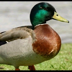 Duckybahi's Avatar