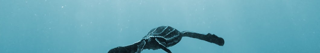 The Leatherback Trust Аватар канала YouTube