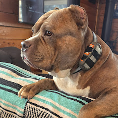 Kermit Colorado - The American Bully net worth