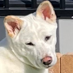 紀州犬　きんちゃんアイコン画像