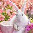 CwW-FcsHNUc-channel-avatar-蓝莹兔Lanying_Bunny