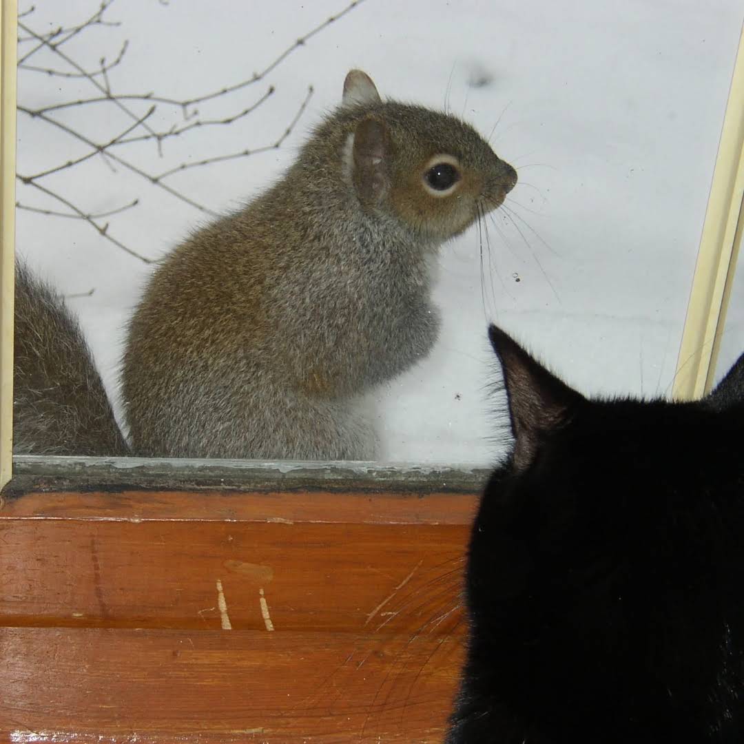 Post from Squirrels at the window