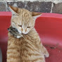 橘猫捕鼠官