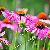 Everyday Gardening