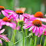 77yVaYIoJTM-channel-avatar-Everyday Gardening
