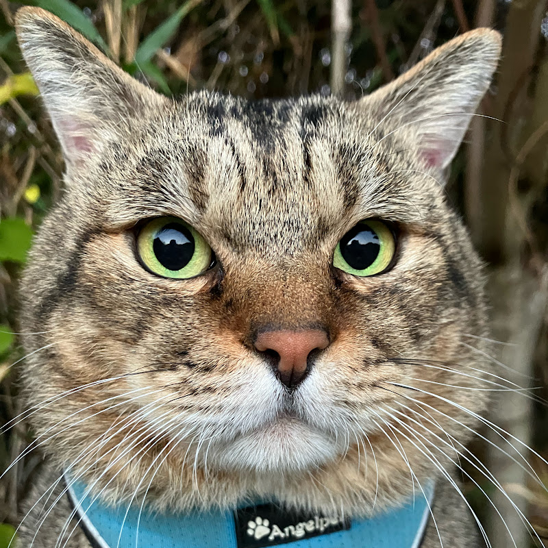 まんまの家パチ•チャンネル