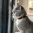 JI57gV6y_wQ-channel-avatar-シドニー在住マオミー　Maomi in Sydney