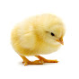 ChickyChick Avatar