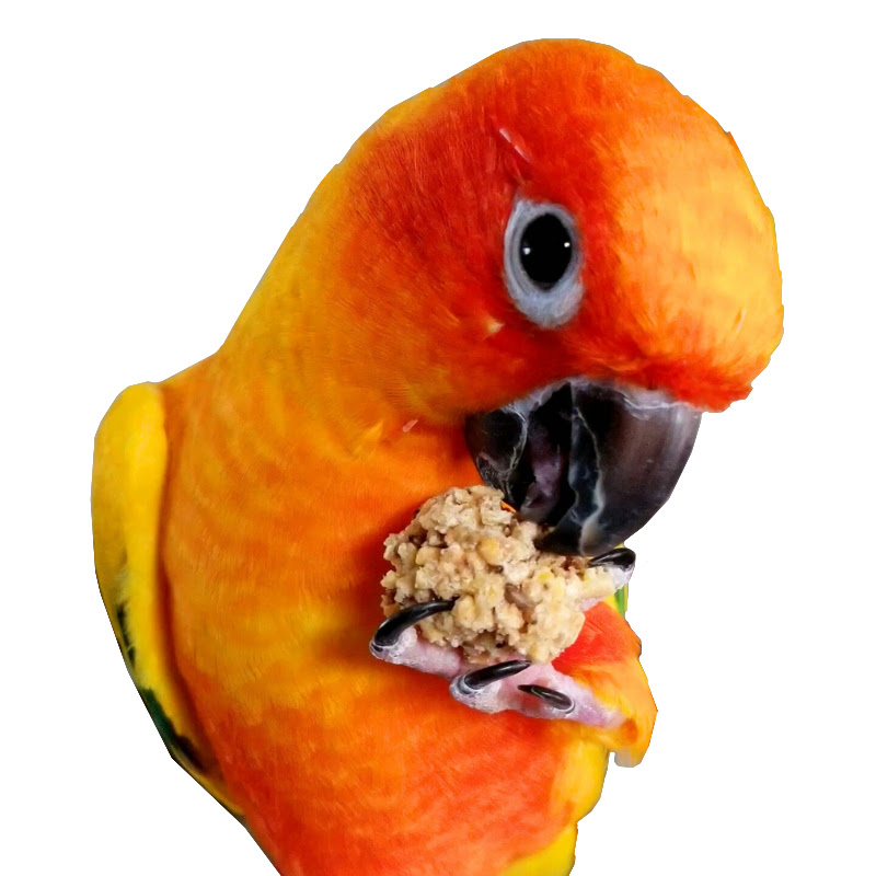 Our Friendly Animals