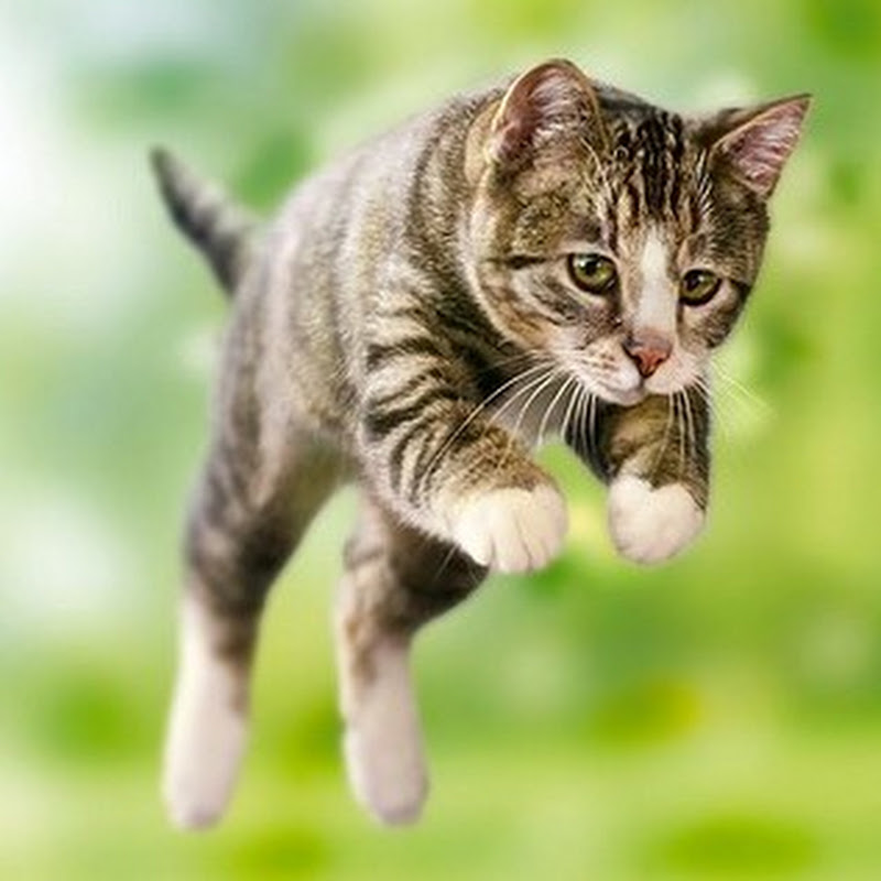 pets land