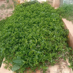 الجنة Janna