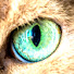 Pupi2Jjt-l8-channel-avatar-Felis Stellaris