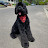 Thor_the_Giant_Schnauzer