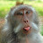 @monkeytennis7477