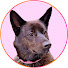 FakkEkN2L-U-channel-avatar-甲斐犬いち