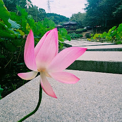 ⚘️해피쏭쏭