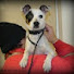 2HDxixQ_7tc-channel-avatar-The Video Pup