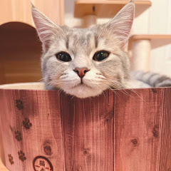 ねこのいる生活アイコン画像
