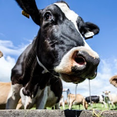 New Zealand Dairy Careers