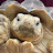 @Shellytheetortoise