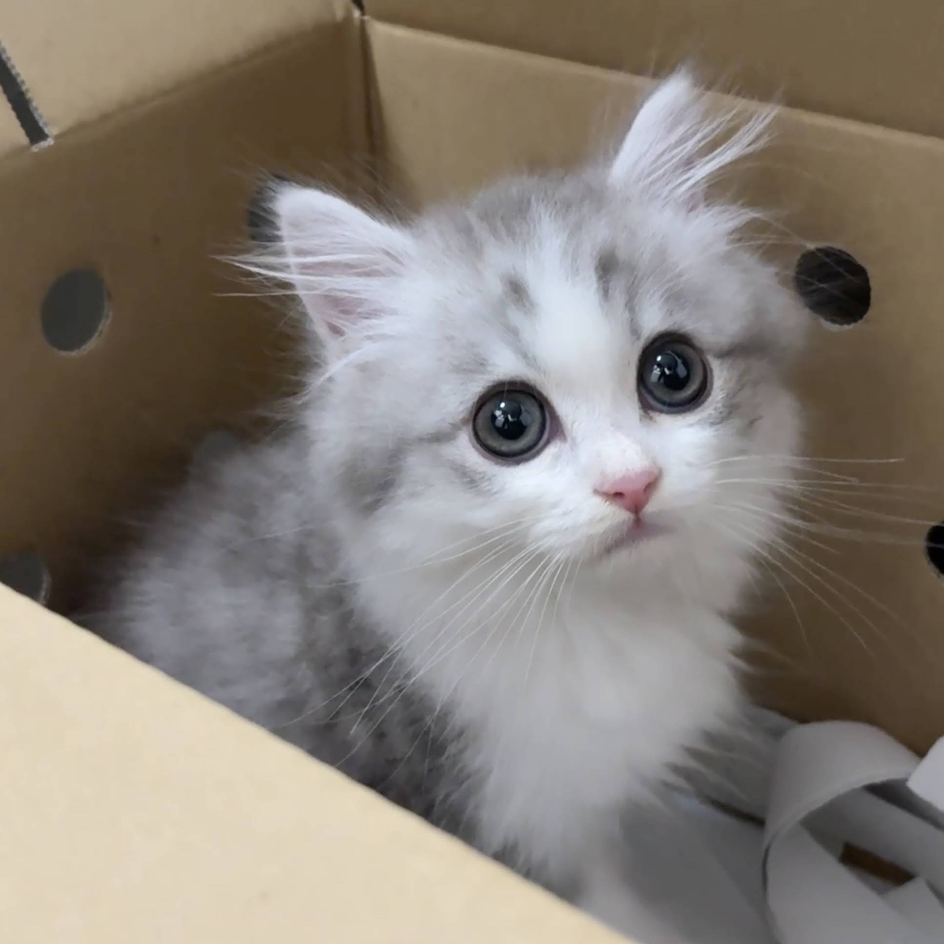 Post from スコスコぽこ太郎&うま次郎〜猫ちゃんねる〜