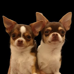 Bono and Bella Chihuahua Dog. #Hund # Собака