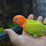 KnFgnQsQQus-channel-avatar-Kokki birds