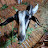 Animal goat แพะแพะ