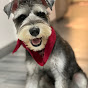Beaux the Chinese Schnauzer logo