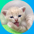 Tu2NpoCwKQ4-channel-avatar-Favourite kittens