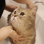 猫のココス