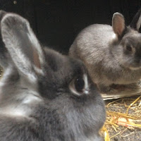 Post from Ribena Rabbits