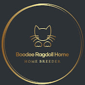 Boodee Ragdoll Home