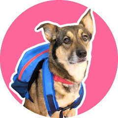 雑種犬まるちゃんネルアイコン画像