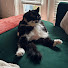 _Q01y6vtFQE-channel-avatar-elder emo cat mom