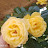 @ماجدابومحمد-ك1ع