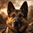 JBTgV8Cvzo4-channel-avatar-A DOG’S MIRACLE