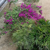 ABROAD VIBES WITH SHUN LI 