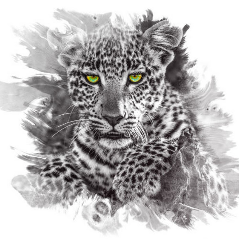 Wildlife Films by Dereck and Beverly Joubert icon