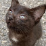 K3s2Q3CfWIU-channel-avatar-野良猫ちゅーる