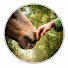 YMLBGiXf3PQ-channel-avatar-HorseSense