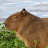 @capybara_fan